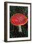 Amanita Muscaria (Fly Agaric) (Fly Amanita) a Poisonous Fungus-Carlo Morucchio-Framed Photographic Print