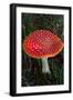 Amanita Muscaria (Fly Agaric) (Fly Amanita) a Poisonous Fungus-Carlo Morucchio-Framed Photographic Print