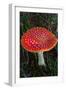 Amanita Muscaria (Fly Agaric) (Fly Amanita) a Poisonous Fungus-Carlo Morucchio-Framed Photographic Print