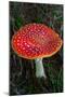 Amanita Muscaria (Fly Agaric) (Fly Amanita) a Poisonous Fungus-Carlo Morucchio-Mounted Photographic Print