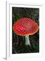 Amanita Muscaria (Fly Agaric) (Fly Amanita) a Poisonous Fungus-Carlo Morucchio-Framed Photographic Print