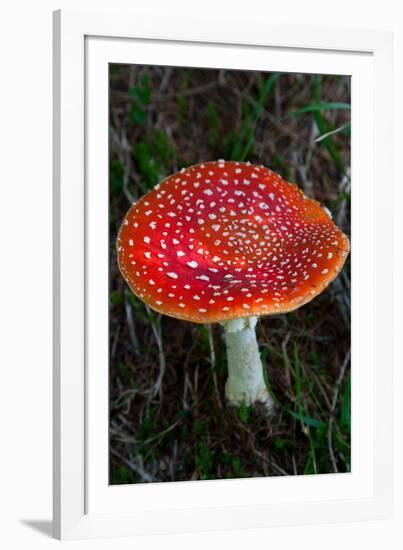 Amanita Muscaria (Fly Agaric) (Fly Amanita) a Poisonous Fungus-Carlo Morucchio-Framed Photographic Print