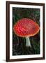 Amanita Muscaria (Fly Agaric) (Fly Amanita) a Poisonous Fungus-Carlo Morucchio-Framed Photographic Print