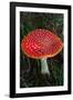 Amanita Muscaria (Fly Agaric) (Fly Amanita) a Poisonous Fungus-Carlo Morucchio-Framed Photographic Print