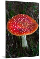 Amanita Muscaria (Fly Agaric) (Fly Amanita) a Poisonous Fungus-Carlo Morucchio-Mounted Photographic Print