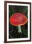 Amanita Muscaria (Fly Agaric) (Fly Amanita) a Poisonous Fungus-Carlo Morucchio-Framed Photographic Print