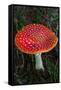 Amanita Muscaria (Fly Agaric) (Fly Amanita) a Poisonous Fungus-Carlo Morucchio-Framed Stretched Canvas