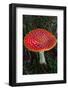 Amanita Muscaria (Fly Agaric) (Fly Amanita) a Poisonous Fungus-Carlo Morucchio-Framed Photographic Print