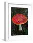 Amanita Muscaria (Fly Agaric) (Fly Amanita) a Poisonous Fungus-Carlo Morucchio-Framed Photographic Print