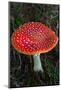 Amanita Muscaria (Fly Agaric) (Fly Amanita) a Poisonous Fungus-Carlo Morucchio-Mounted Photographic Print