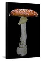 Amanita Muscaria (Fly Agaric)-Paul Starosta-Framed Stretched Canvas