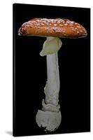 Amanita Muscaria (Fly Agaric)-Paul Starosta-Stretched Canvas