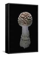 Amanita Muscaria (Fly Agaric)-Paul Starosta-Framed Stretched Canvas