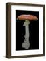 Amanita Muscaria (Fly Agaric)-Paul Starosta-Framed Photographic Print