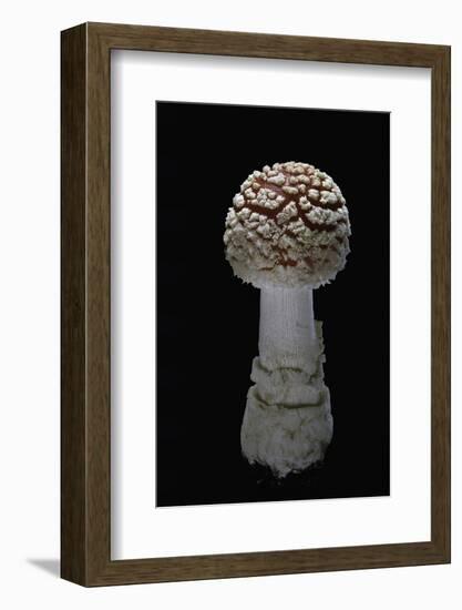 Amanita Muscaria (Fly Agaric)-Paul Starosta-Framed Photographic Print