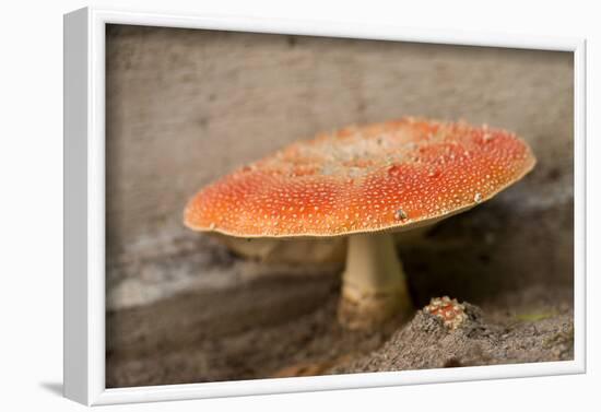 Amanita Muscaria, fly agaric-Paivi Vikstrom-Framed Photographic Print