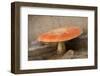 Amanita Muscaria, fly agaric-Paivi Vikstrom-Framed Photographic Print