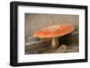 Amanita Muscaria, fly agaric-Paivi Vikstrom-Framed Photographic Print