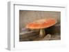 Amanita Muscaria, fly agaric-Paivi Vikstrom-Framed Photographic Print