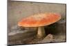 Amanita Muscaria, fly agaric-Paivi Vikstrom-Mounted Photographic Print