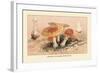 Amanita Muscaria Poisonous-William Hamilton Gibson-Framed Art Print