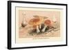 Amanita Muscaria Poisonous-William Hamilton Gibson-Framed Art Print