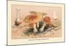 Amanita Muscaria Poisonous-William Hamilton Gibson-Mounted Art Print