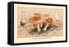 Amanita Muscaria Poisonous-William Hamilton Gibson-Framed Stretched Canvas