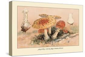 Amanita Muscaria Poisonous-William Hamilton Gibson-Stretched Canvas