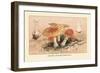 Amanita Muscaria Poisonous-William Hamilton Gibson-Framed Art Print