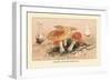 Amanita Muscaria Poisonous-William Hamilton Gibson-Framed Art Print