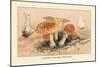 Amanita Muscaria Poisonous-William Hamilton Gibson-Mounted Art Print