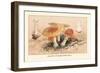 Amanita Muscaria Poisonous-William Hamilton Gibson-Framed Art Print