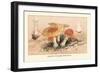 Amanita Muscaria Poisonous-William Hamilton Gibson-Framed Art Print