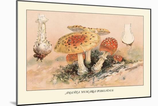 Amanita Muscaria Poisonous-William Hamilton Gibson-Mounted Art Print