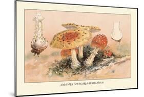 Amanita Muscaria Poisonous-William Hamilton Gibson-Mounted Art Print