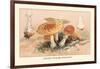 Amanita Muscaria Poisonous-William Hamilton Gibson-Framed Art Print