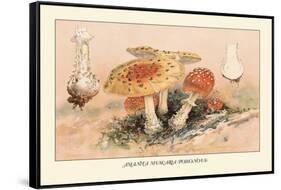 Amanita Muscaria Poisonous-William Hamilton Gibson-Framed Stretched Canvas