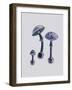 Amanita Muscaria White Backgound Purple-John Stephenson and James Morss Churchill-Framed Giclee Print