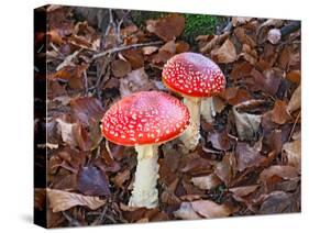 Amanita Muscaria-ermess-Stretched Canvas