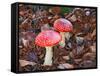 Amanita Muscaria-ermess-Framed Stretched Canvas