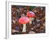 Amanita Muscaria-ermess-Framed Photographic Print