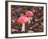 Amanita Muscaria-ermess-Framed Photographic Print