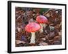 Amanita Muscaria-ermess-Framed Photographic Print