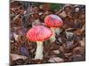 Amanita Muscaria-ermess-Mounted Photographic Print