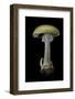 Amanita Phalloides (Death Cap)-Paul Starosta-Framed Photographic Print