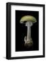 Amanita Phalloides (Death Cap)-Paul Starosta-Framed Photographic Print