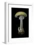 Amanita Phalloides (Death Cap)-Paul Starosta-Framed Photographic Print