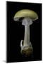 Amanita Phalloides (Death Cap)-Paul Starosta-Mounted Photographic Print