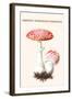 Amanita Poisonous Toadstool-L. Dufour-Framed Art Print